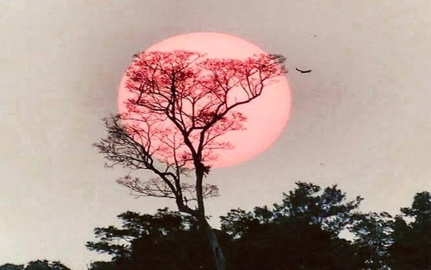 Presença Solar, Porto Velho (Foto: Sérgio Luiz Araújo)