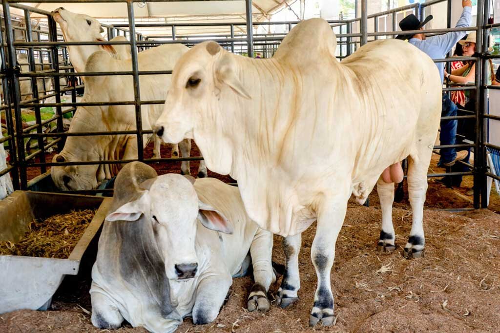 A RondoLEITE trouxe mais de 200 animais à exposição, incluindo ovinos, caprinos, equinos e bovinos das raças de produção de leite e carne - Gente de Opinião