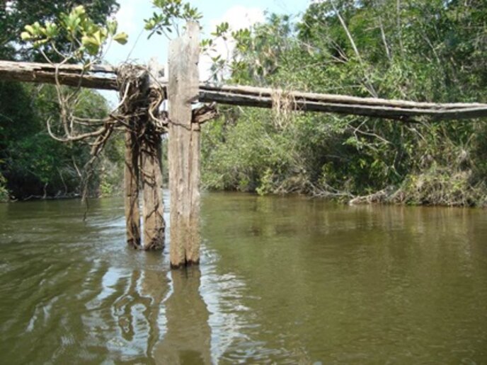 Ponte Telegráfica – Rio Roosevelt, 2014