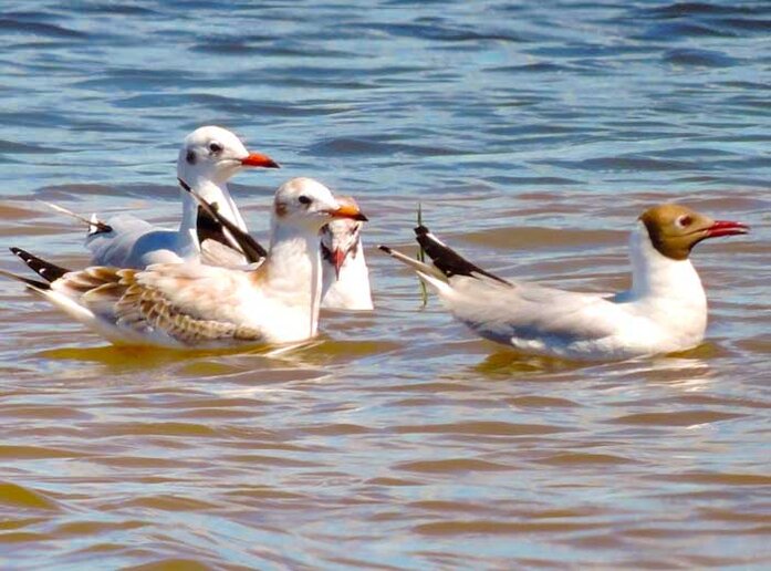 Gaivotas no Arroio Arrombados