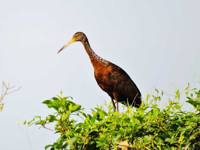 Carão - Rio Jaguarão