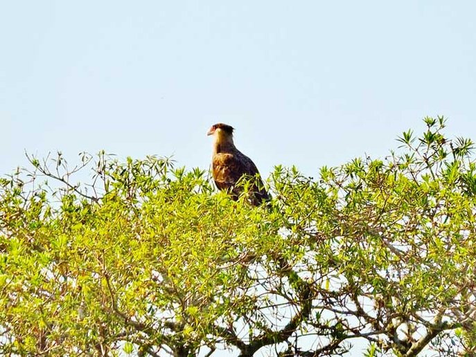 Carcará - Rio Jaguarão