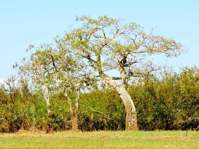 Baía dos Afogados