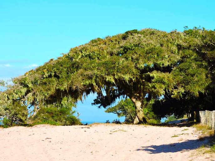 Fazenda Soteia