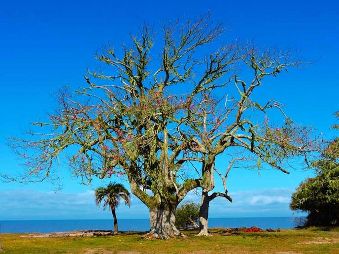 Fazenda Soteia