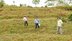 Terraços da Zona da Mata em Rondônia são semelhantes aos dos incas