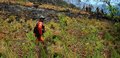 Fogo na região serrana do Rio atinge área mais alta do Parque Nacional