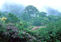 Aquecimento global poderá transformar floresta amazônica em savana, aponta estudo da ONU