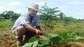 Opção de plantio de floresta na agricultura familiar será demonstrado durante a Rondônia Rural Show em Ji-Paraná