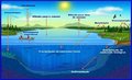 Alterações nos ciclos de carbono e nitrogênio preocupam cientistas