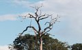 Novo Código Florestal não permite ver coisa julgada