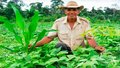 Florestas Plantadas: uma nova estrada para os seringueiros do Acre 