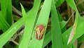 Embrapa Acre alerta produtores sobre manejo da cigarrinha 