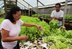 Alface limpa de horticultores da zona leste abastece Restaurante Prato Cheio e merenda escolar em Porto Velho