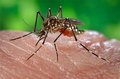 O mosquito que ameaça a Copa do Mundo