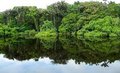 Pesquisadores do Goeldi debatem ecossistema e uso da terra