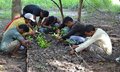 Apurinãs aprendem cultivo agroflorestal com ashaninkas