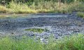 Desastre petroleiro na Amazônia Equatoriana