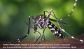 Liberado o mosquito transgênico contra a dengue