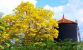 GUAJARÁ: A FLORADA DOS IPÊS