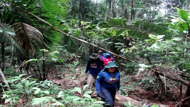 Floresta tropical enche os olhos dos que sobem à Serra da Muralha - Gente de Opinião