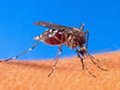 Brasil: 2 milhões de casos de doenças causadas pelo Aedes Aegypti