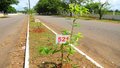 Sema inicia novo projeto de arborização de vias públicas plantando 750 mudas na Lauro Sodré