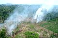 Produção de lenha em área reflorestada protege natureza, diz especialista