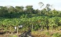 Cadastro ambiental rural é obrigatório