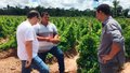 Inhame de Rondônia desperta interesse de exportadora para comercialização na América do Norte