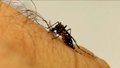 Aedes aegypti já se tornou mosquito doméstico, alerta epidemiologista