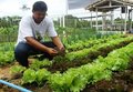 Emater ensina cultivo de hortaliças sem agrotóxicos na 4ª Rondônia Rural Show