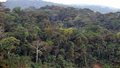 Rodovia põe em risco a floresta amazônica peruana