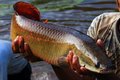 BACALHAU DA AMAZONIA: Consumo de pirarucu em Rondônia ainda é baixo, afirmam produtores