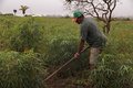 Rondônia é o 12º produtor nacional de mandioca; Emater apóia mais de dez mil famílias produtoras