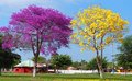 MAIS IPÊS, MAIS VERDE E JARDINS NA PAISAGEM URBANA DE GUAJARÁ