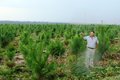 Floresta plantada é apontada como uma 'poupança verde' por empreendedores da região Sul de Rondônia