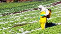 Transgênicos resistentes a agrotóxico podem ser liberados