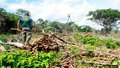 Desmatamento dispara em Roraima e Mato Grosso