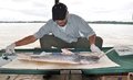 Migração de peixes do rio Madeira é monitorada em Porto Velho