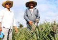 Produtor de Itapuã do Oeste se destaca com cultivo de 180 mil pés de abacaxi em oito hectares