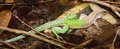 O lagarto verde que passeia no Museu