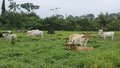 Ameaças à Amazônia apenas se repetem