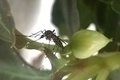 Plantas produzem substância que aumenta o tempo de vida do Aedes aegypti