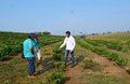 Produtores recebem orientação sobre sistema de curva de nível para implantação de café clonal