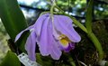 O ouro da floresta em forma (e cheiro) de flor