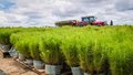 Florestas plantadas de espécies nativas e exóticas em Rondônia