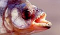 Piranha vegetariana e novas espécies enriquecem a ciência 