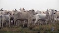 Furto de gado em Rondônia, tá virando rotina (VÍDEO)