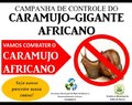 Secretaria de Meio Ambiente realiza campanha para eliminar caramujo africano em Rolim de Moura